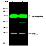 RAB6A Antibody in Immunoprecipitation (IP)