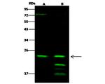 RAB6A Antibody in Western Blot (WB)