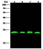 RhoA Polyclonal Antibody