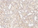 RNF14 Antibody in Immunohistochemistry (Paraffin) (IHC (P))