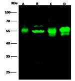RUVBL1 Antibody in Western Blot (WB)