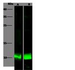 S100A6 Antibody in Western Blot (WB)