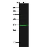 SBDS Antibody in Western Blot (WB)
