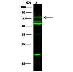 SCLY Antibody in Western Blot (WB)