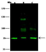 SCML2 Polyclonal Antibody