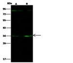CD138 Antibody in Western Blot (WB)