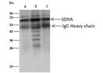 SDHA Antibody in Immunoprecipitation (IP)