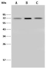 SDHA Antibody in Western Blot (WB)