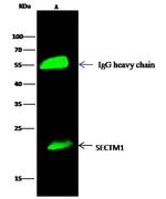 SECTM1 Antibody in Immunoprecipitation (IP)