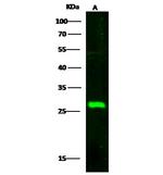 SECTM1 Antibody in Western Blot (WB)