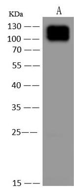 CD162 Antibody in Western Blot (WB)