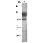 CD162 Antibody in Western Blot (WB)
