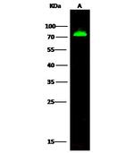 Heparin Cofactor II Polyclonal Antibody