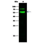 SERPINF2 Antibody in Western Blot (WB)