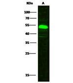 SETD7 Polyclonal Antibody