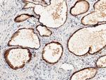 SIAE Antibody in Immunohistochemistry (Paraffin) (IHC (P))