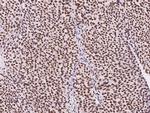 SIN3A Antibody in Immunohistochemistry (Paraffin) (IHC (P))