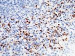 CD150 Antibody in Immunohistochemistry (Paraffin) (IHC (P))