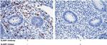 CD150 Antibody in Immunohistochemistry (Paraffin) (IHC (P))