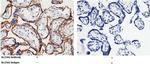 CD98 Antibody in Immunohistochemistry (Paraffin) (IHC (P))
