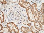 CD98 Antibody in Immunohistochemistry (Paraffin) (IHC (P))