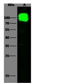 CD98 Antibody in Western Blot (WB)