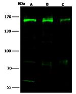 SMARCC1 Polyclonal Antibody