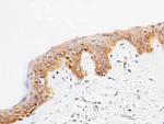 SPINK4 Polyclonal Antibody
