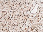 SPINK4 Antibody in Immunohistochemistry (Paraffin) (IHC (P))