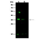 HAI-2 Antibody in Western Blot (WB)