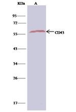 CD43 Antibody in Immunoprecipitation (IP)