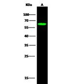 SRFBP1 Polyclonal Antibody
