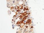 MST1 (STK4) Antibody in Immunohistochemistry (Paraffin) (IHC (P))