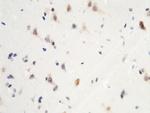 MST1 (STK4) Antibody in Immunohistochemistry (Paraffin) (IHC (P))