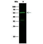 MST1 (STK4) Antibody in Western Blot (WB)