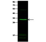 SULT1E1 Polyclonal Antibody