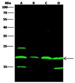 SUMO1 Polyclonal Antibody
