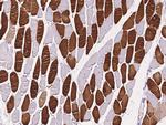 TAZ Polyclonal Antibody