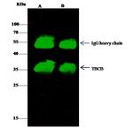 CKAP1 Antibody in Immunoprecipitation (IP)