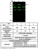 RANK Antibody in Western Blot (WB)