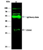 BCMA Antibody in Immunoprecipitation (IP)