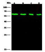 DR6 Polyclonal Antibody