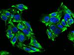 DcR3 Antibody in Immunocytochemistry (ICC/IF)