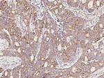 DcR3 Antibody in Immunohistochemistry (Paraffin) (IHC (P))