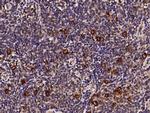 CD30 Polyclonal Antibody