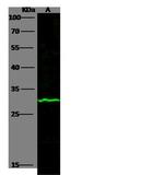 APRIL Antibody in Western Blot (WB)