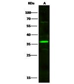 BAFF Polyclonal Antibody