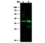PIG3 Polyclonal Antibody