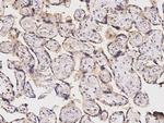 TPT1 Antibody in Immunohistochemistry (Paraffin) (IHC (P))