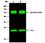 TPT1 Antibody in Immunoprecipitation (IP)
